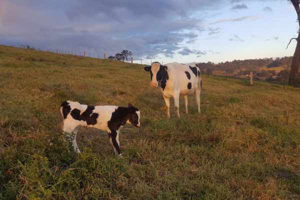 Gavana Holsteins | Glenmore