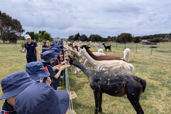Blackwattle Alpacas | Murrumbateman